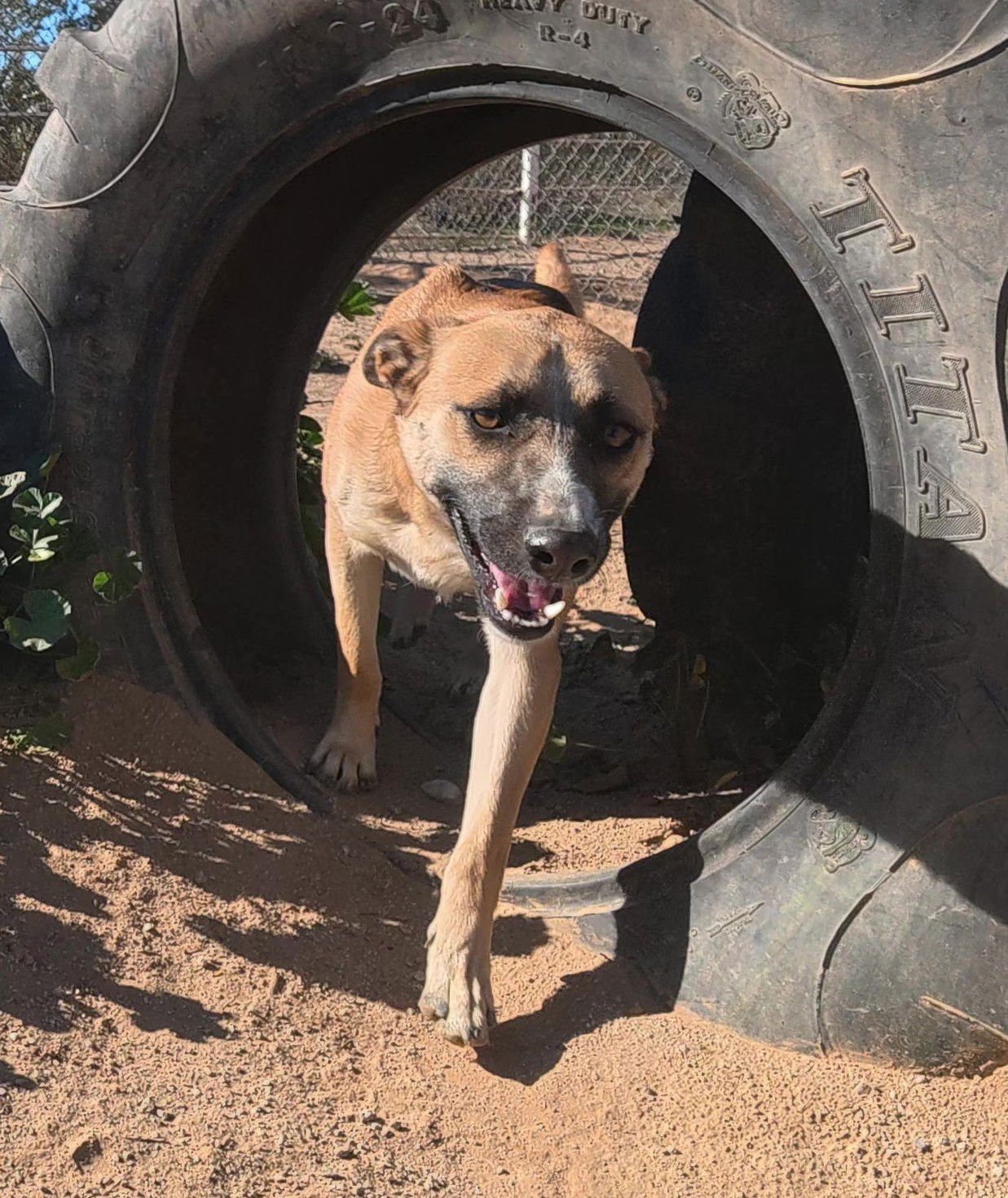 BRADLEY - Shepherd available for adoption