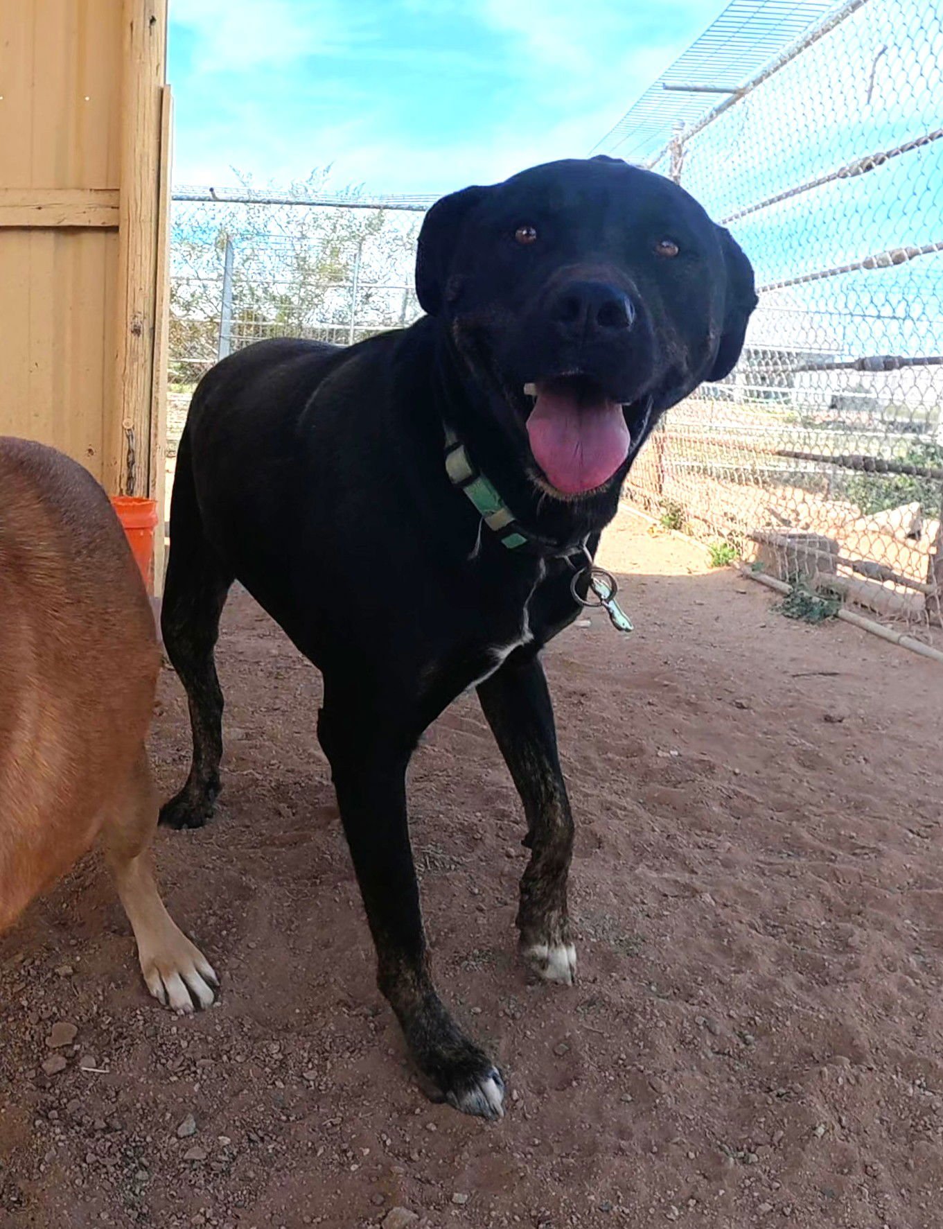 NINJA - Rottweiler available for adoption