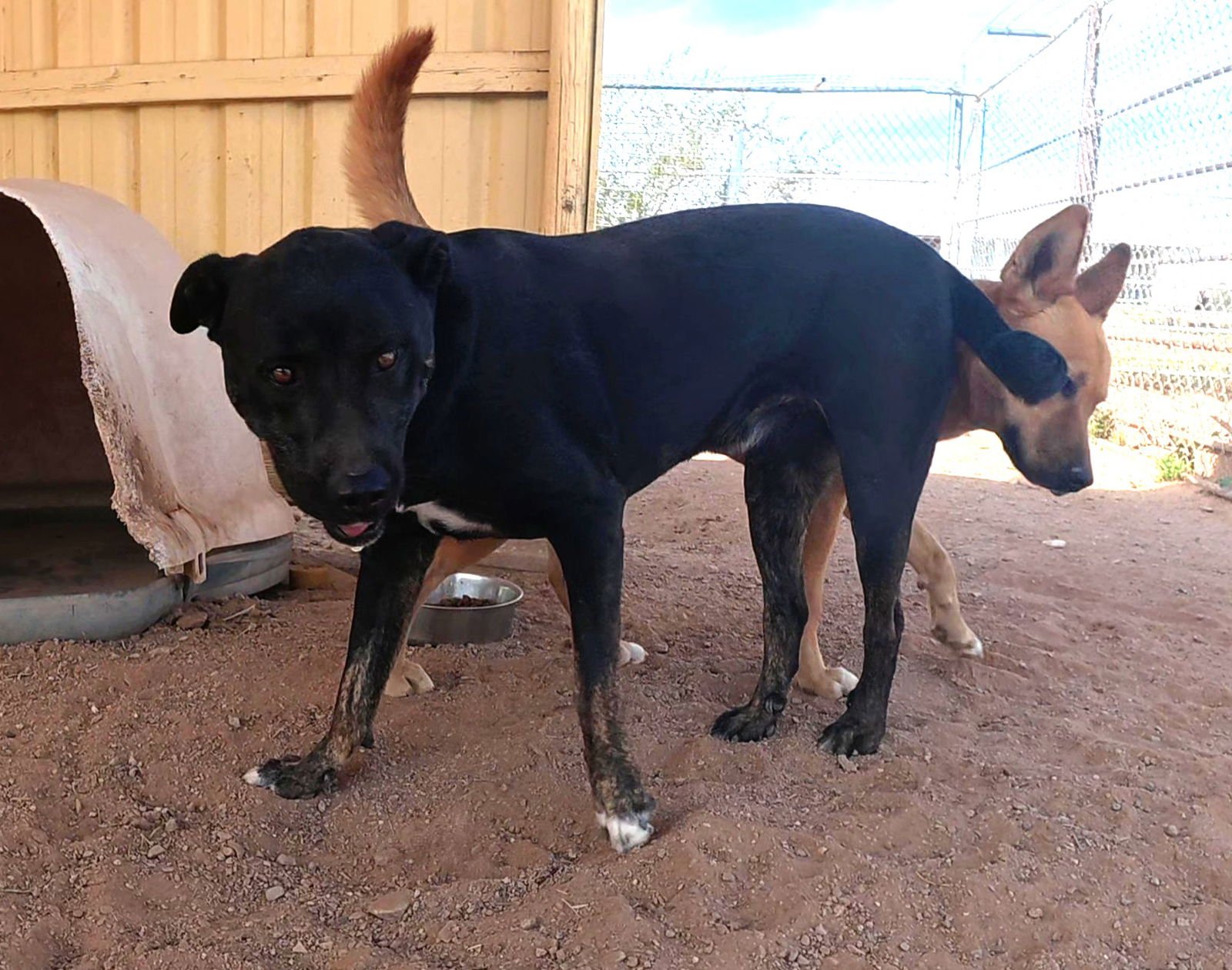 NINJA - Rottweiler available for adoption