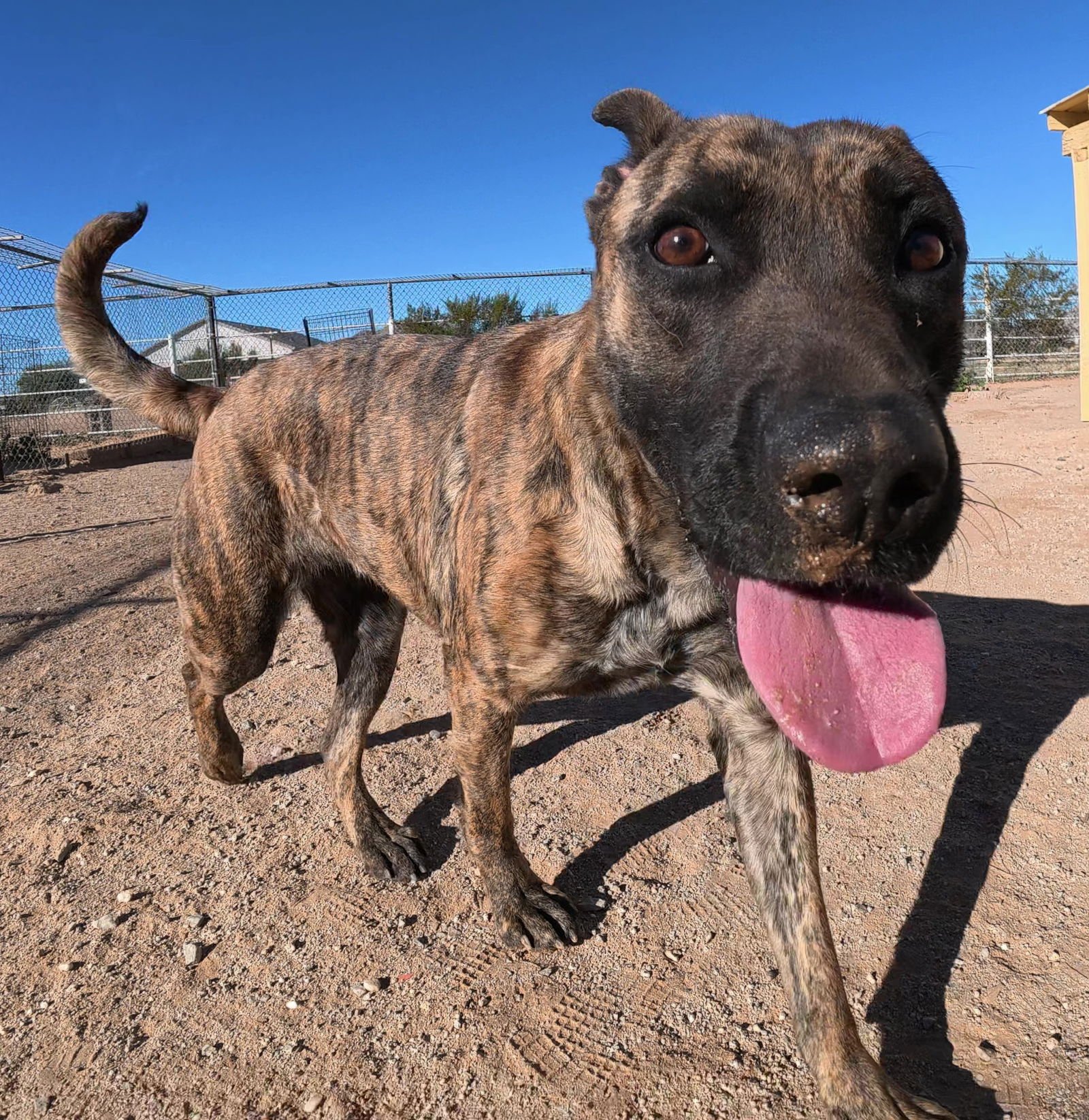 SADIE 2 - Dutch Shepherd / Boxer available for adoption
