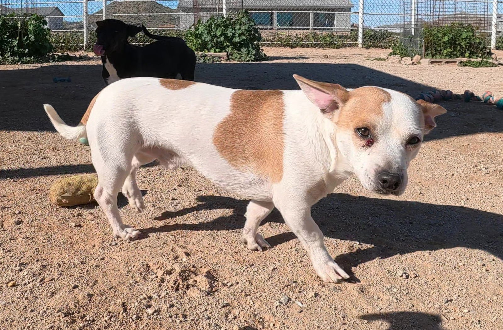 BRUNO - Chihuahua / Dachshund available for adoption
