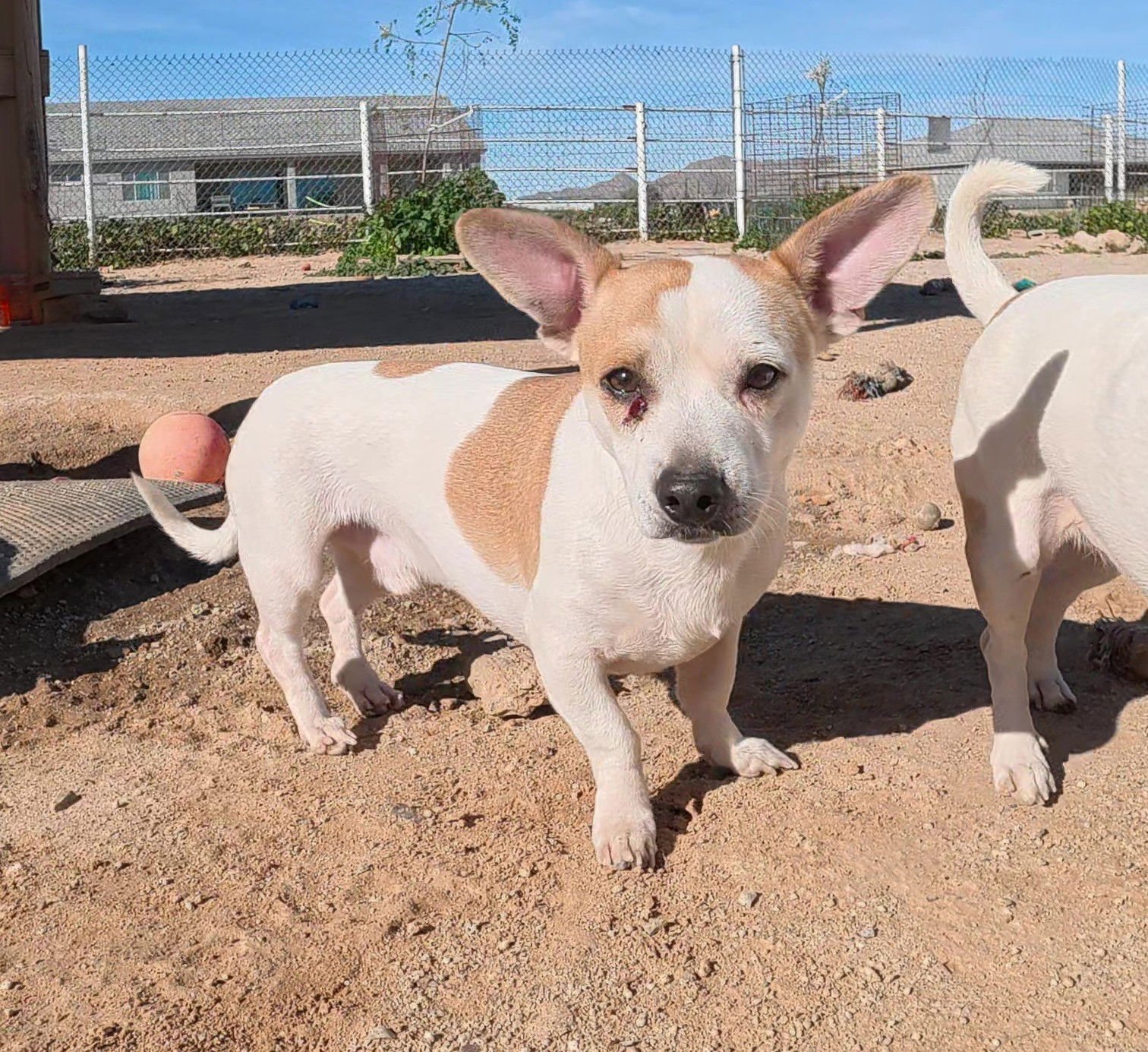 BRUNO - Chihuahua / Dachshund available for adoption