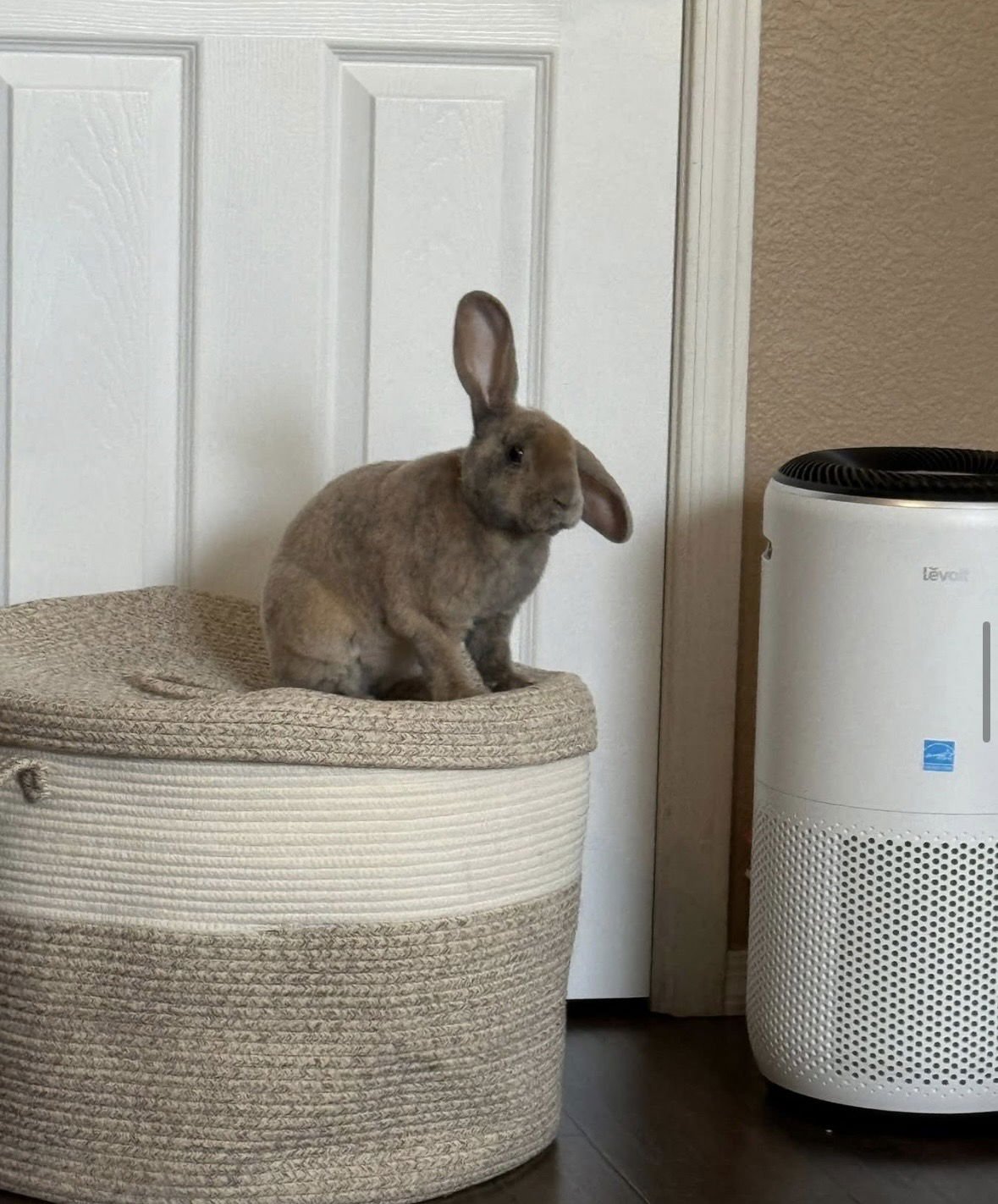 RADAR - Rex available for adoption