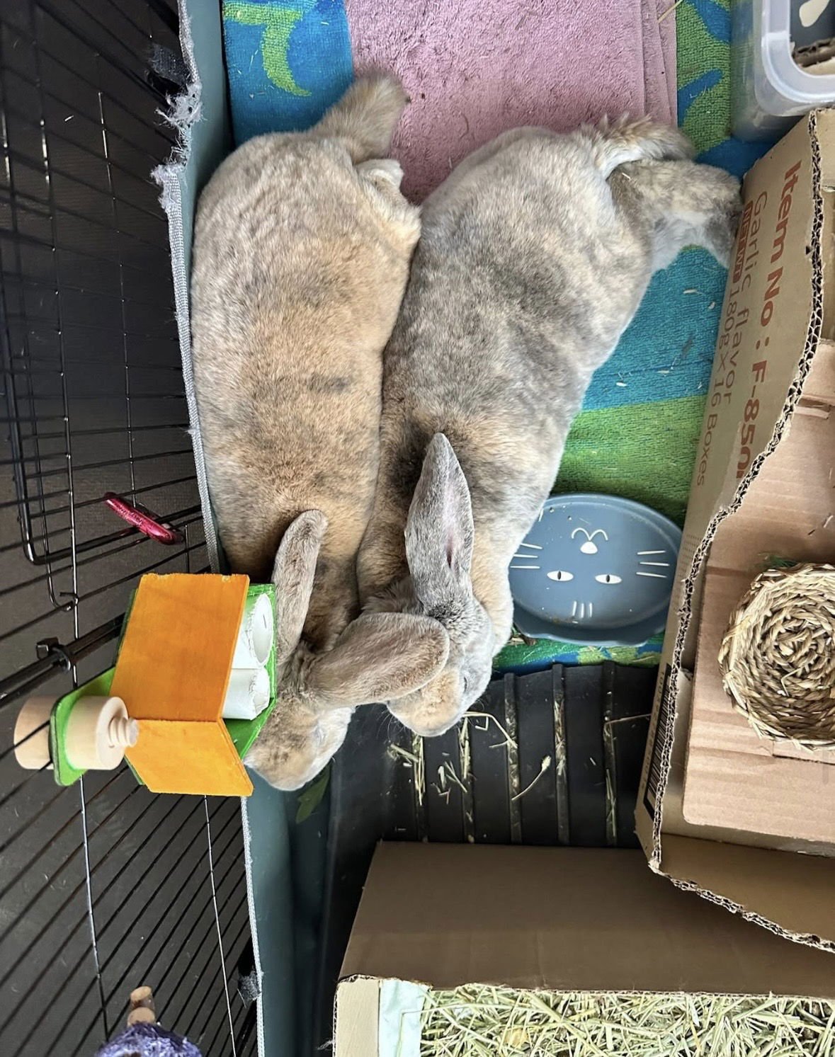 RADAR - Rex available for adoption