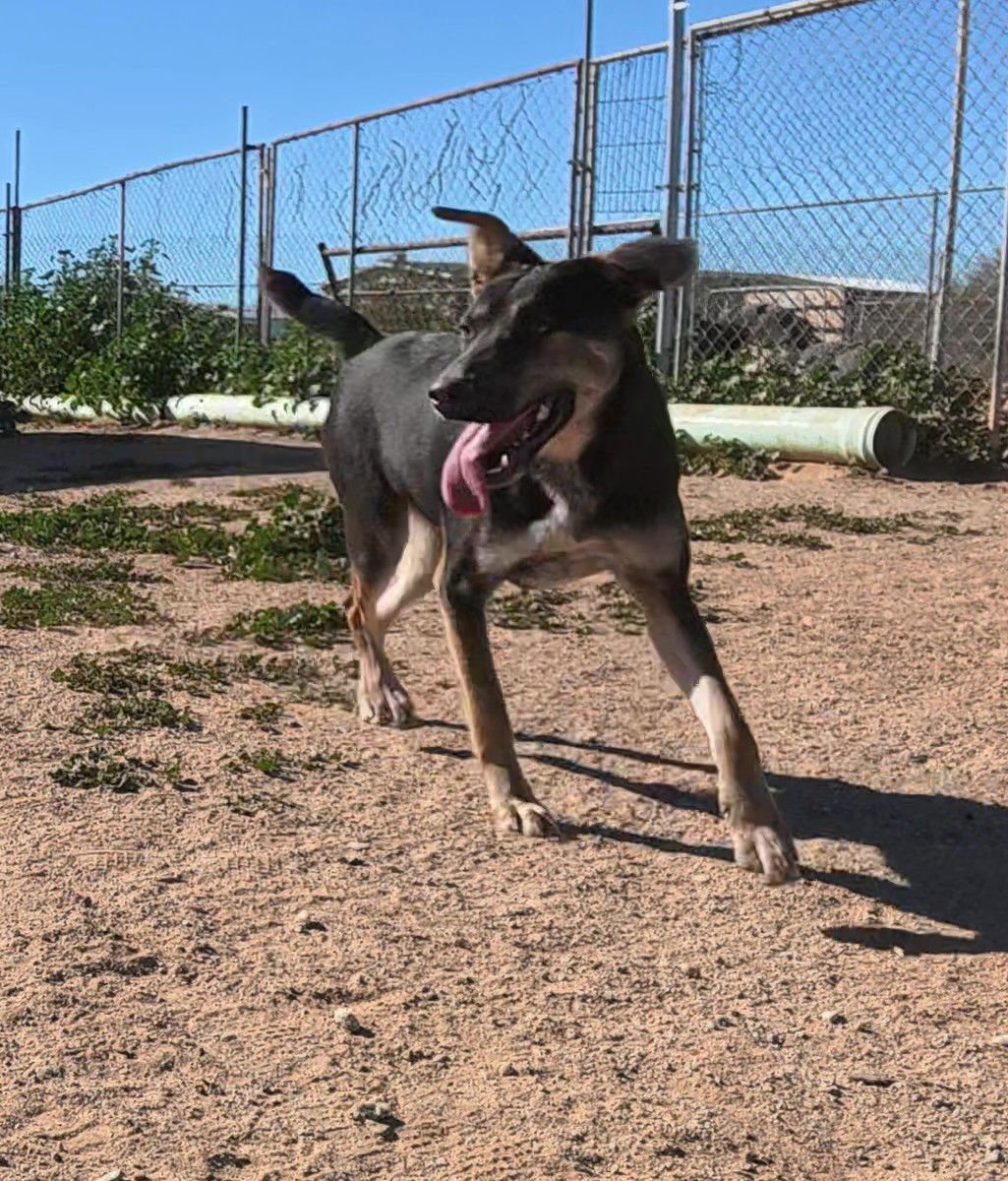 NYLA - Australian Kelpie available for adoption