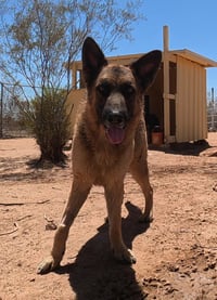 Buddy - Photo 1