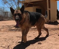 Buddy - Photo 2
