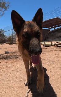Buddy - Photo 11