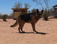 Buddy - Photo 12