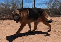 Buddy - Photo 13