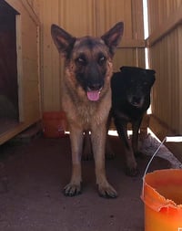 Buddy - Photo 14