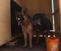 Buddy - Photo 16