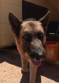 Buddy - Photo 17