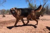 Buddy - Photo 18