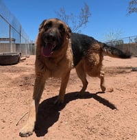 Buddy - Photo 19