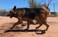 Buddy - Photo 20