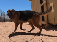 Buddy - Photo 3
