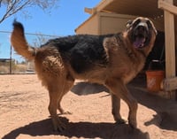Buddy - Photo 4
