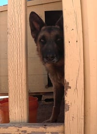 Buddy - Photo 5