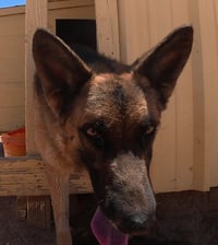 Buddy - Photo 6