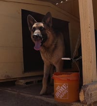 Buddy - Photo 7
