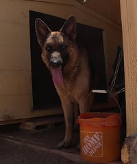 Buddy - Photo 8