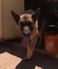 Buddy - Photo 9