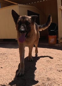 Buddy - Photo 10