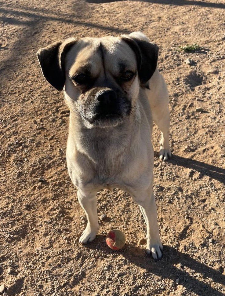 SABASTIAN - Pug available for adoption