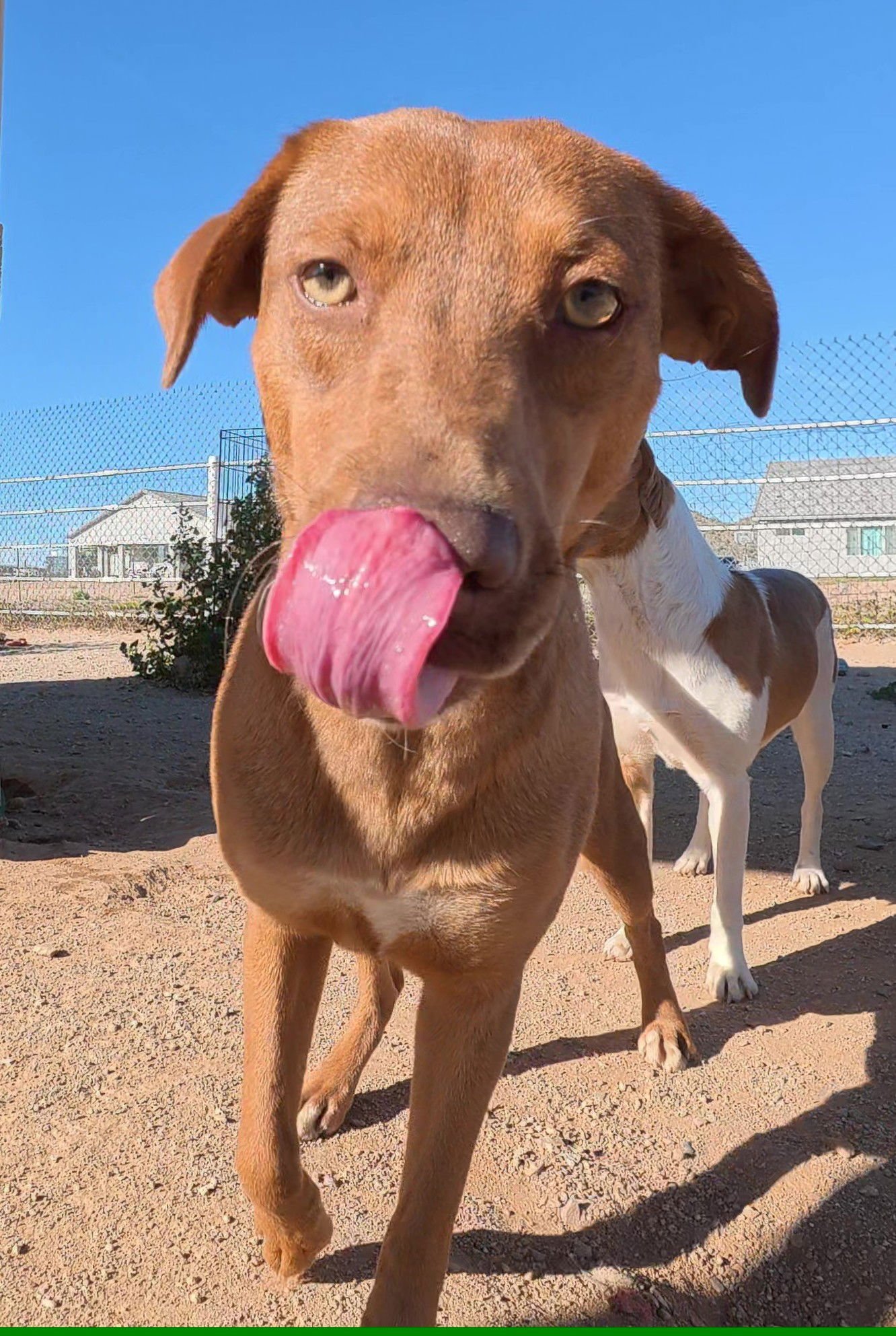 JANIS - Shiba Inu available for adoption