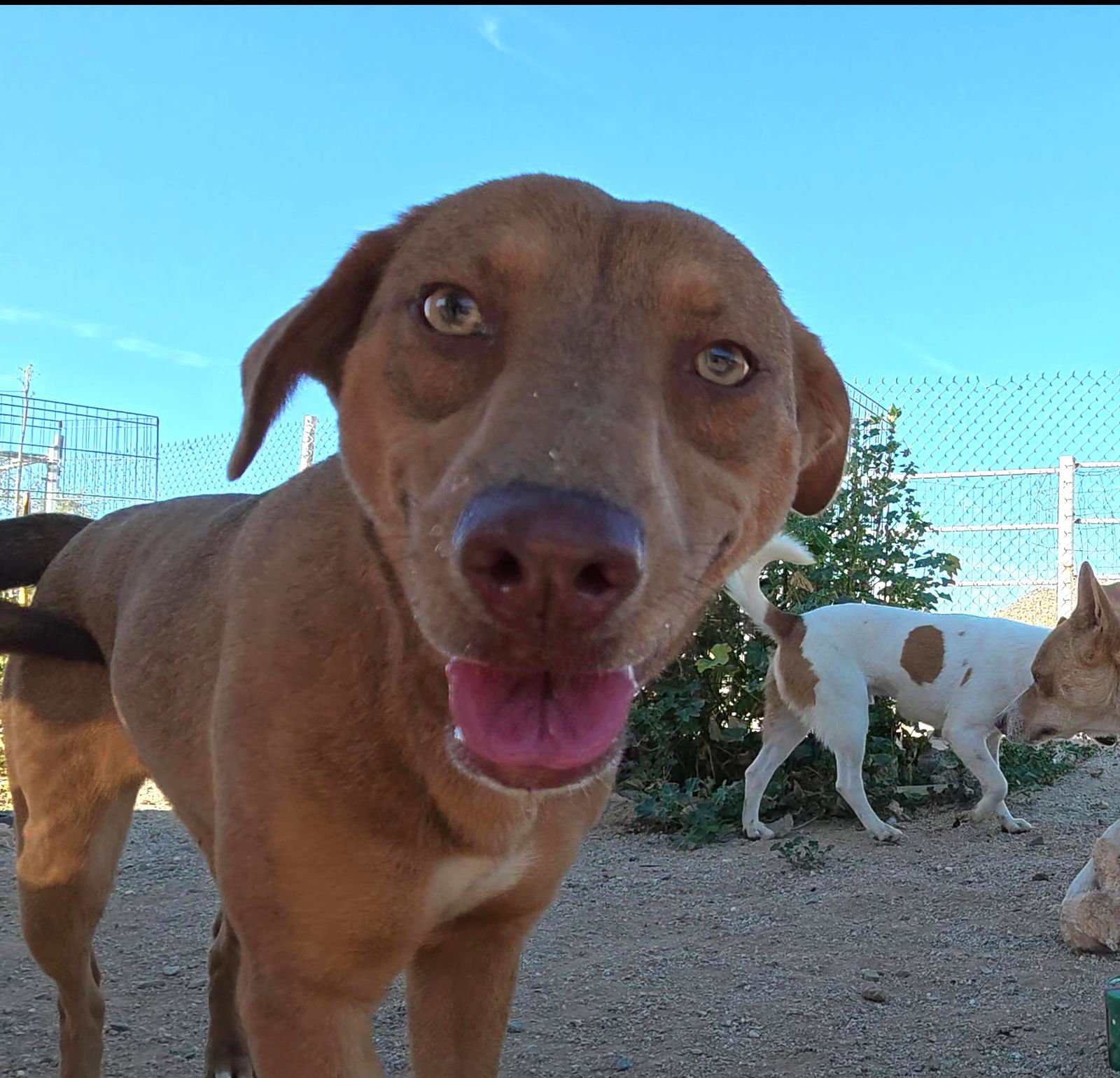 JANIS - Shiba Inu available for adoption