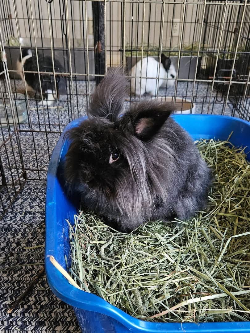 INKY - Lionhead / Angora Rabbit available for adoption