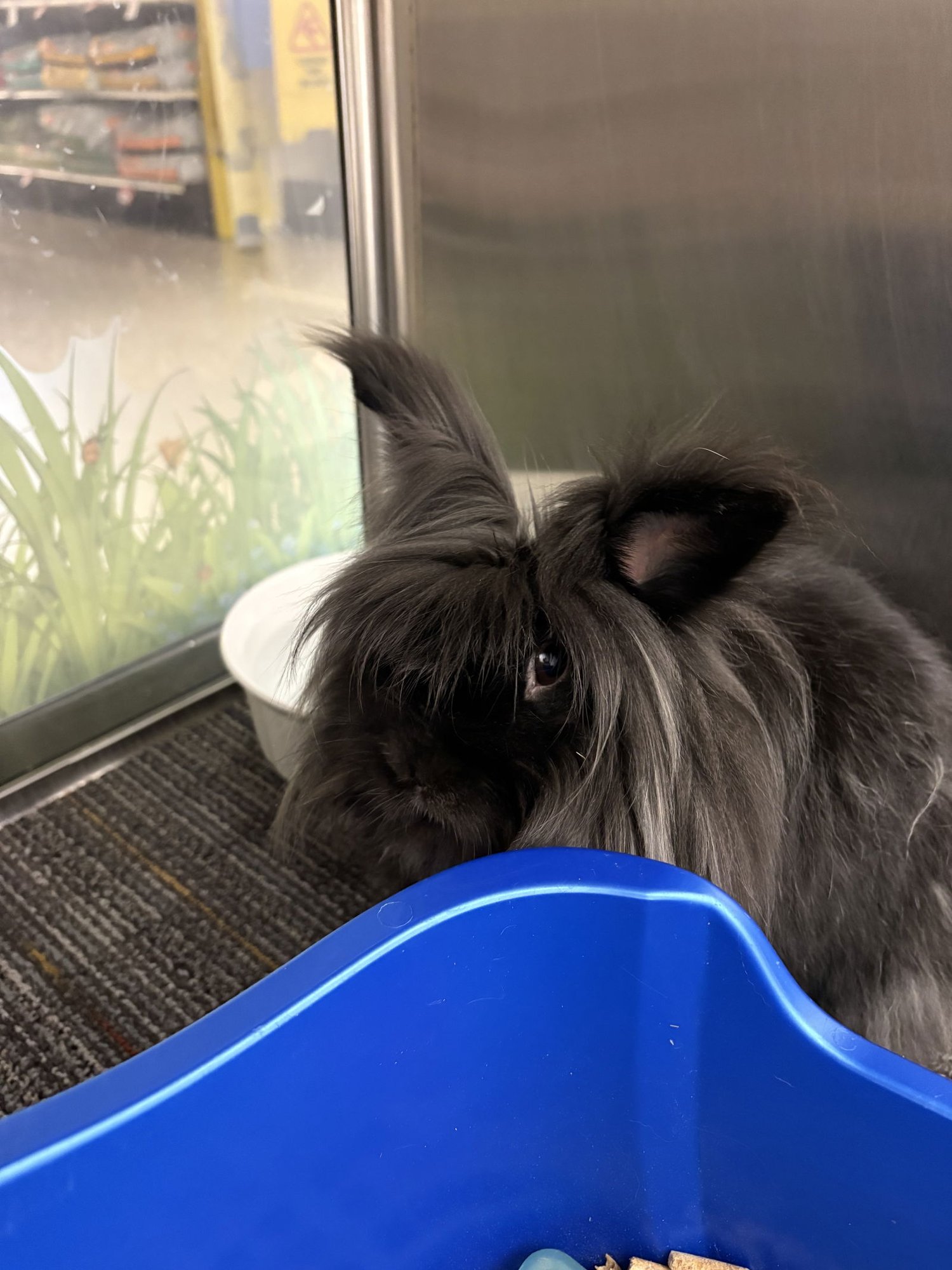 INKY - Lionhead / Angora Rabbit available for adoption
