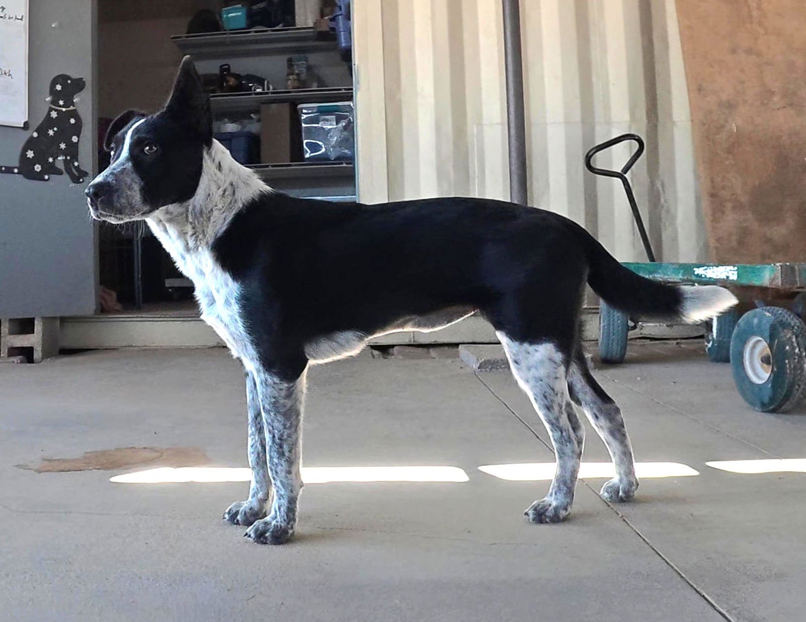 NOVA - Australian Cattle Dog/Blue Heeler available for adoption