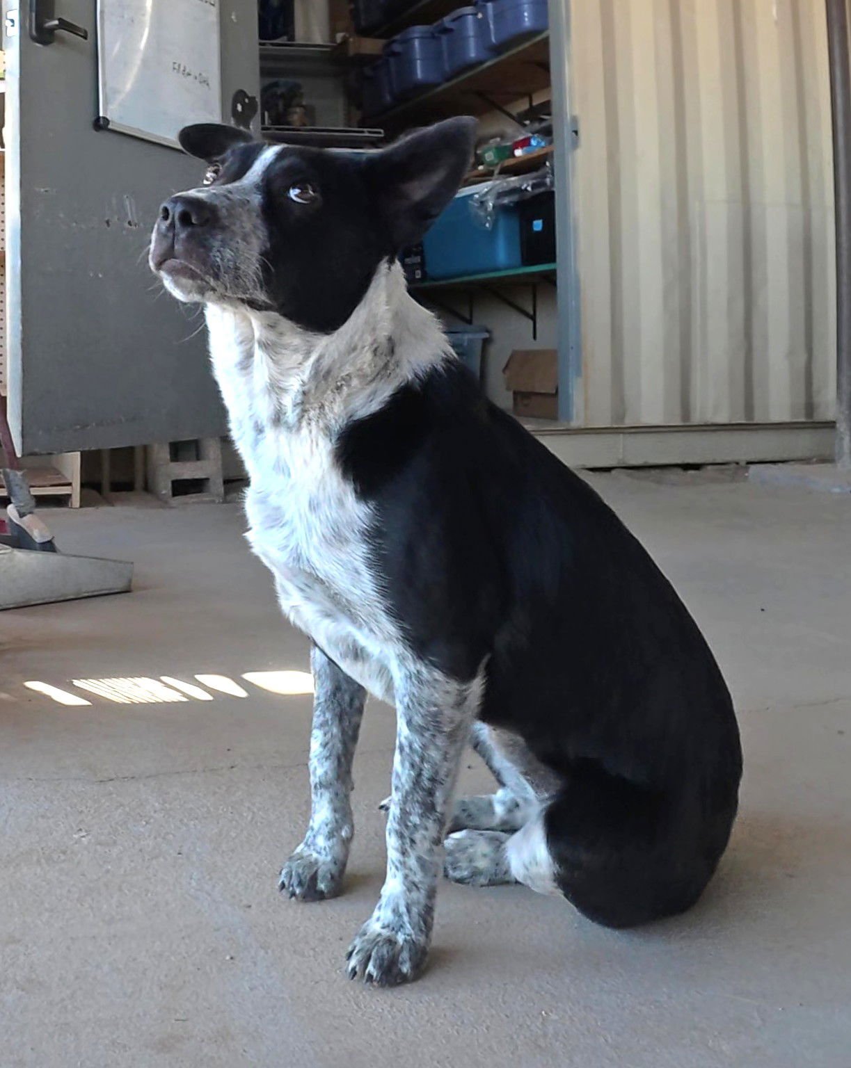 NOVA - Australian Cattle Dog/Blue Heeler available for adoption