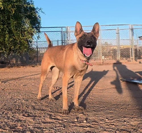 KK - Belgian Shepherd Malinois available for adoption