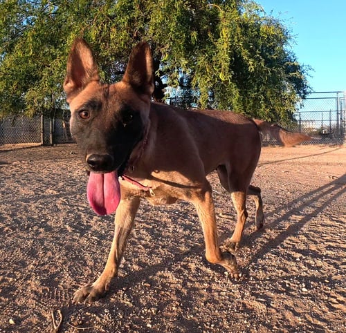 KK - Belgian Shepherd Malinois available for adoption