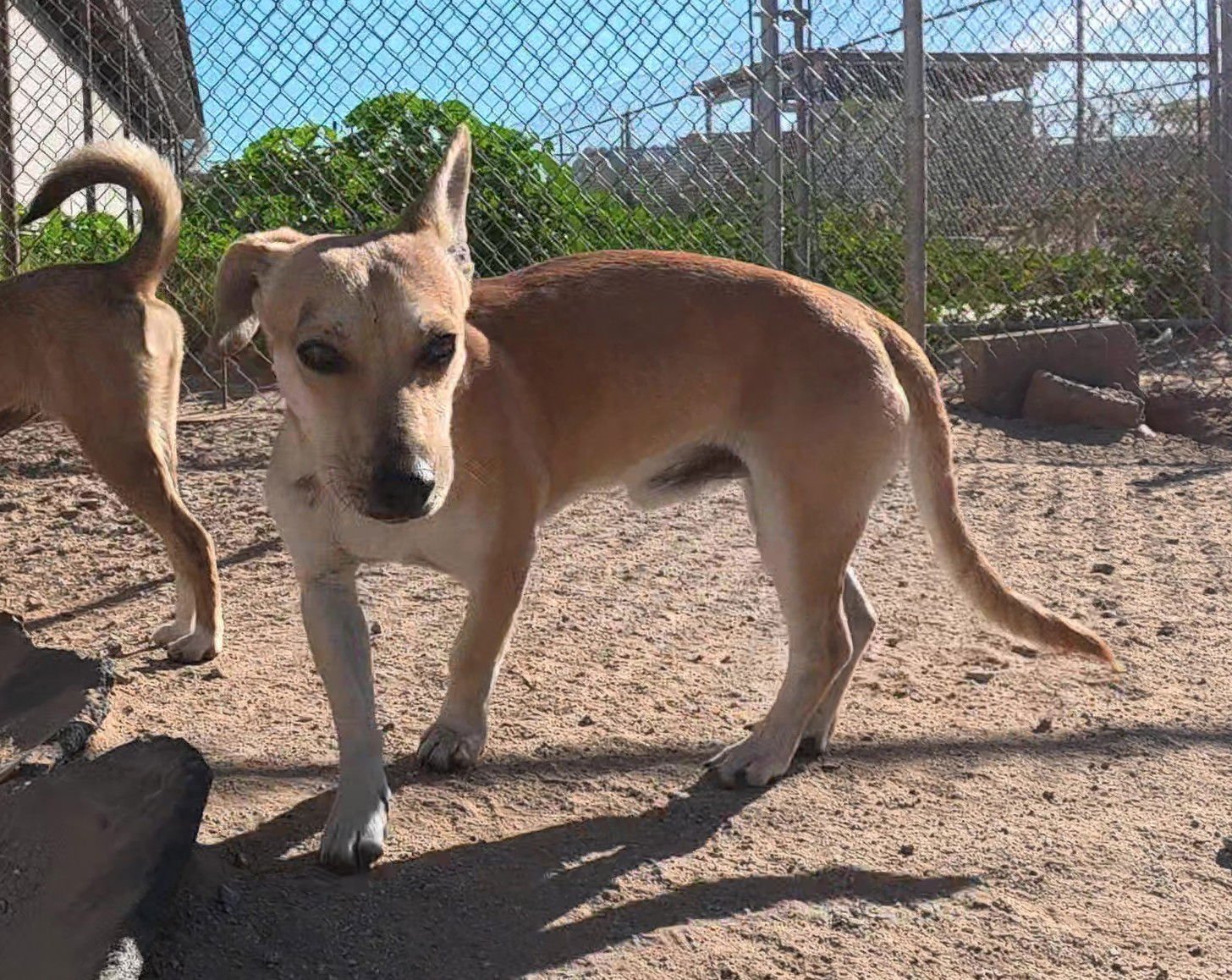 BRIAN - Dachshund / Chihuahua available for adoption