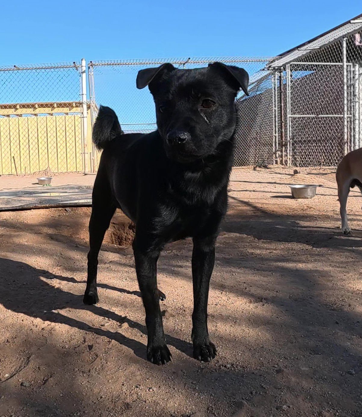 BRUCE - Pug available for adoption