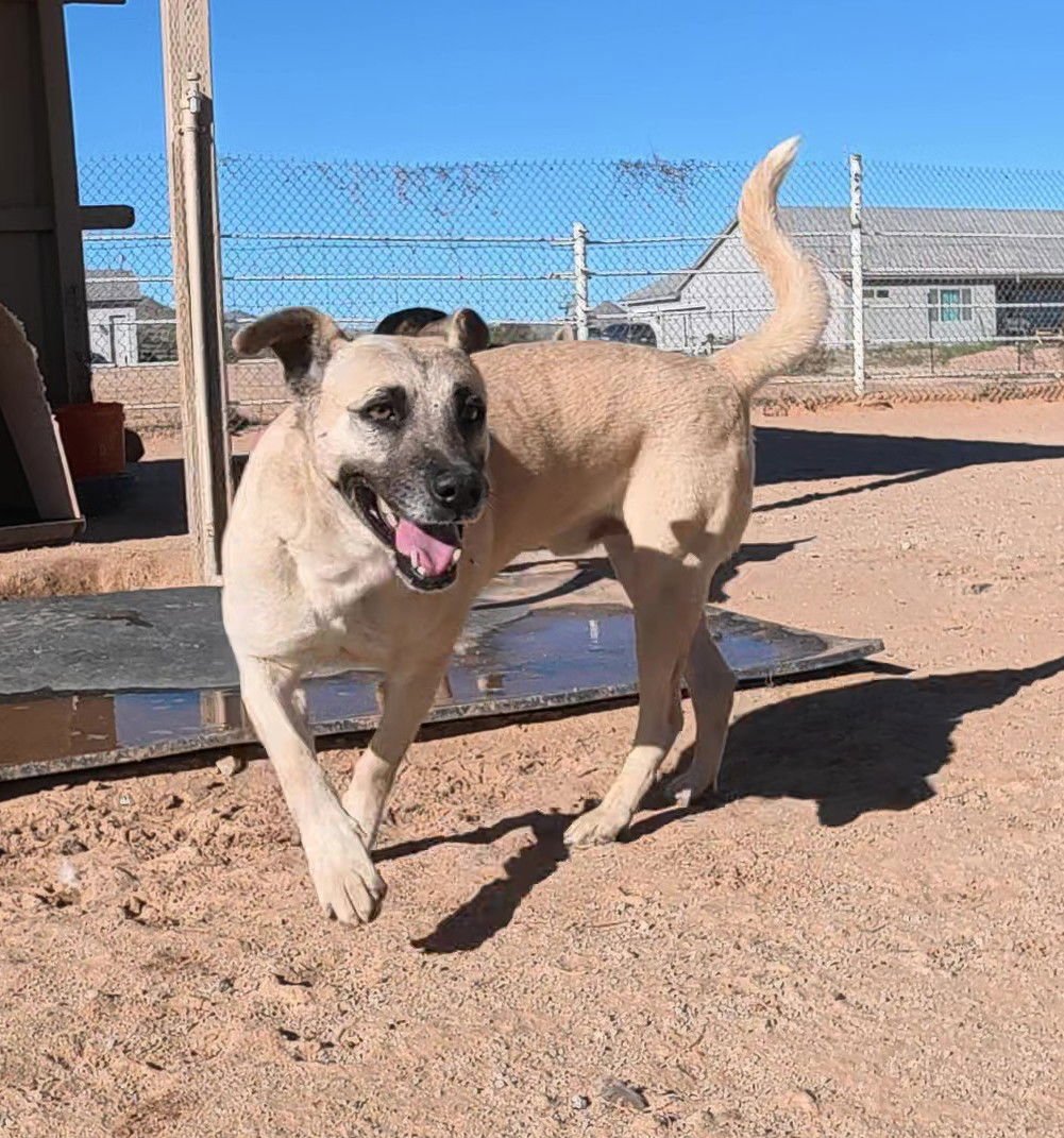 TEXAS RANGER - Anatolian Shepherd / Shepherd available for adoption