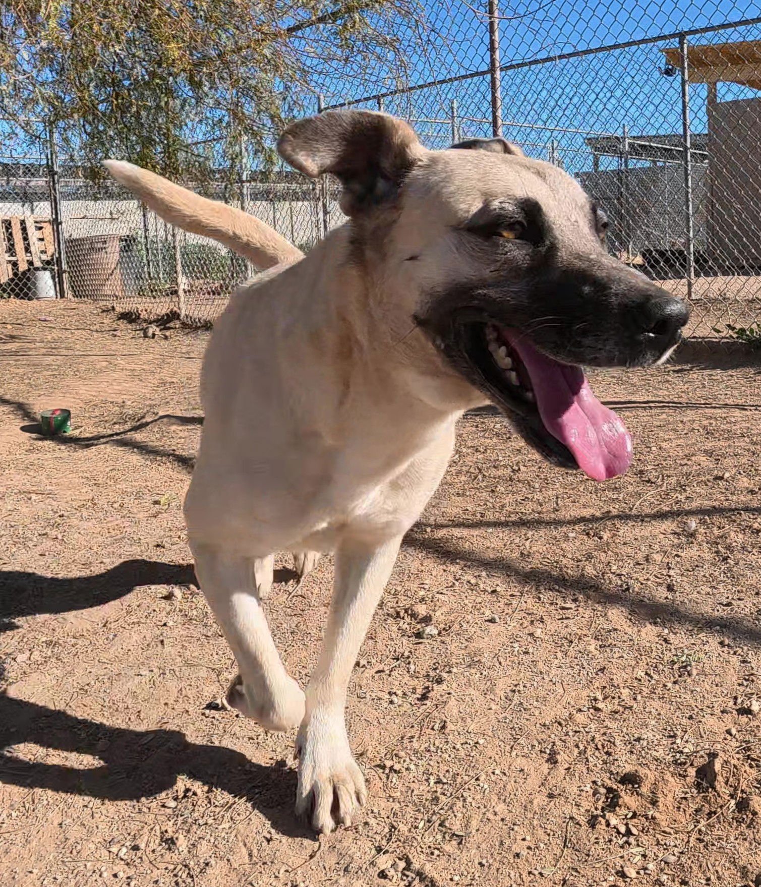 TEXAS RANGER - Anatolian Shepherd / Shepherd available for adoption