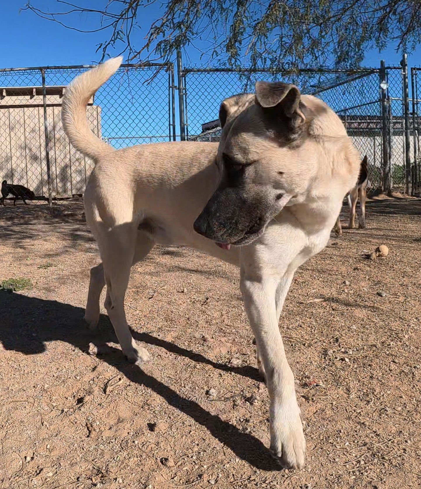 Texas Ranger - Photo 11