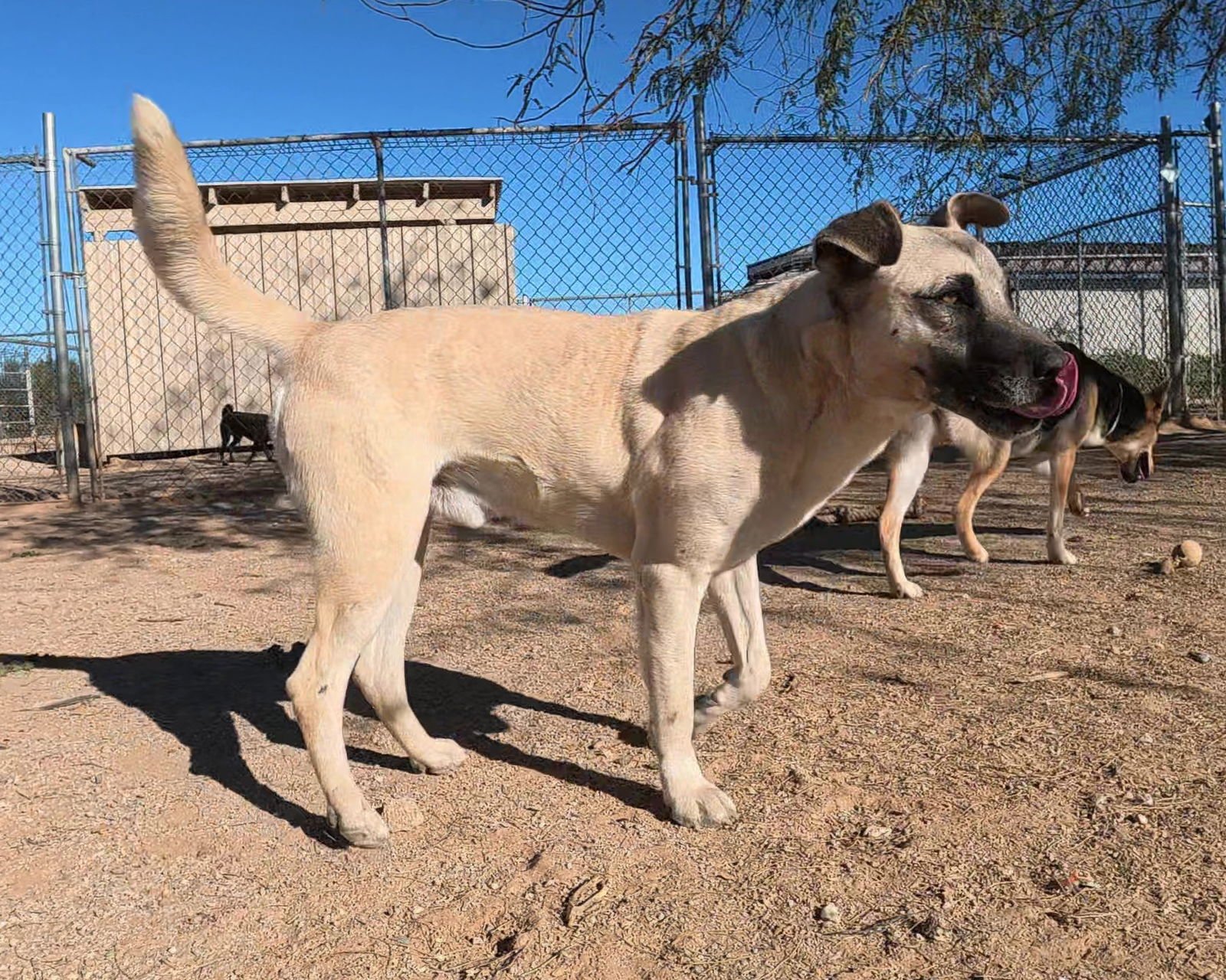 Texas Ranger - Photo 12