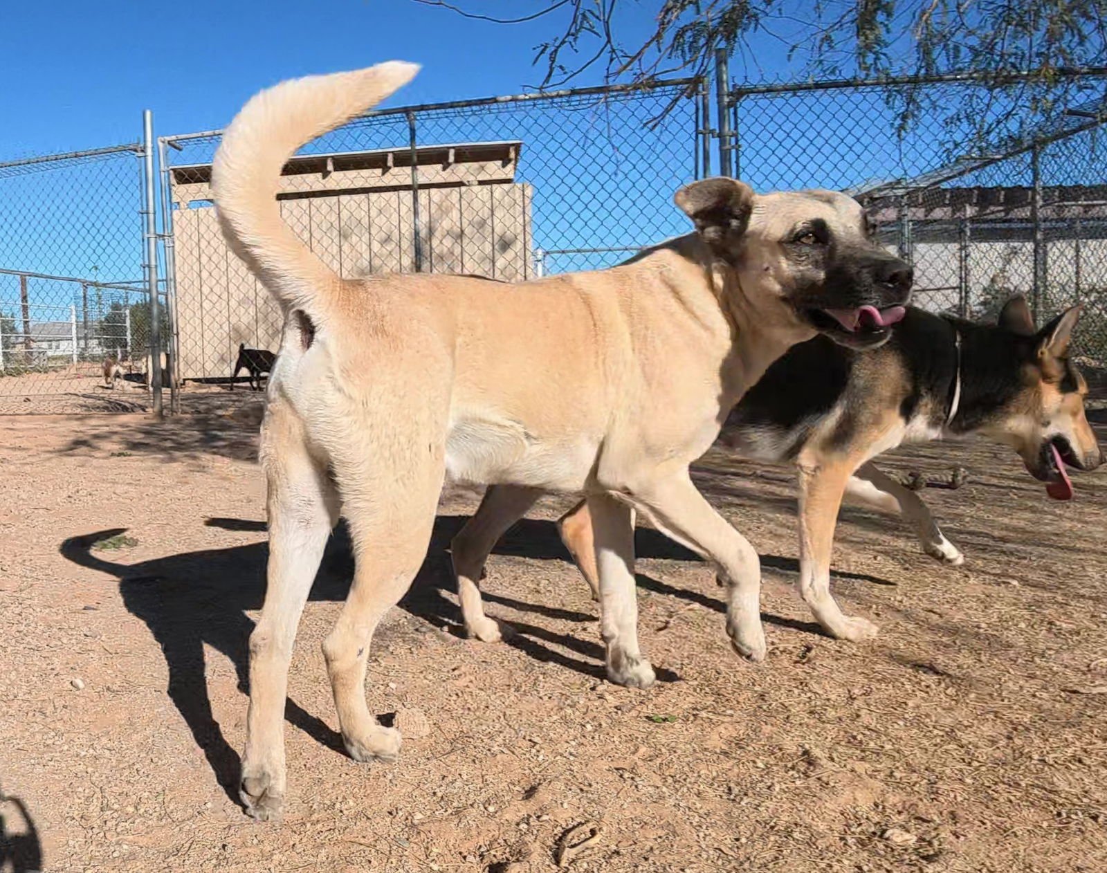 Texas Ranger - Photo 13