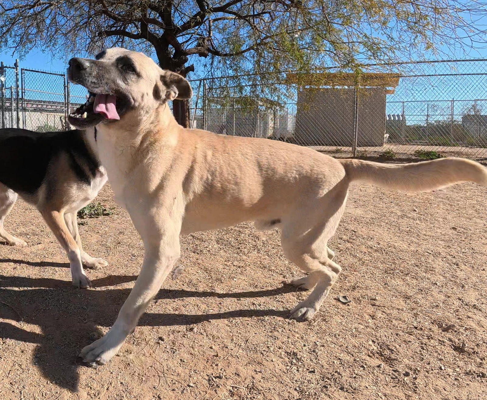 Texas Ranger - Photo 14