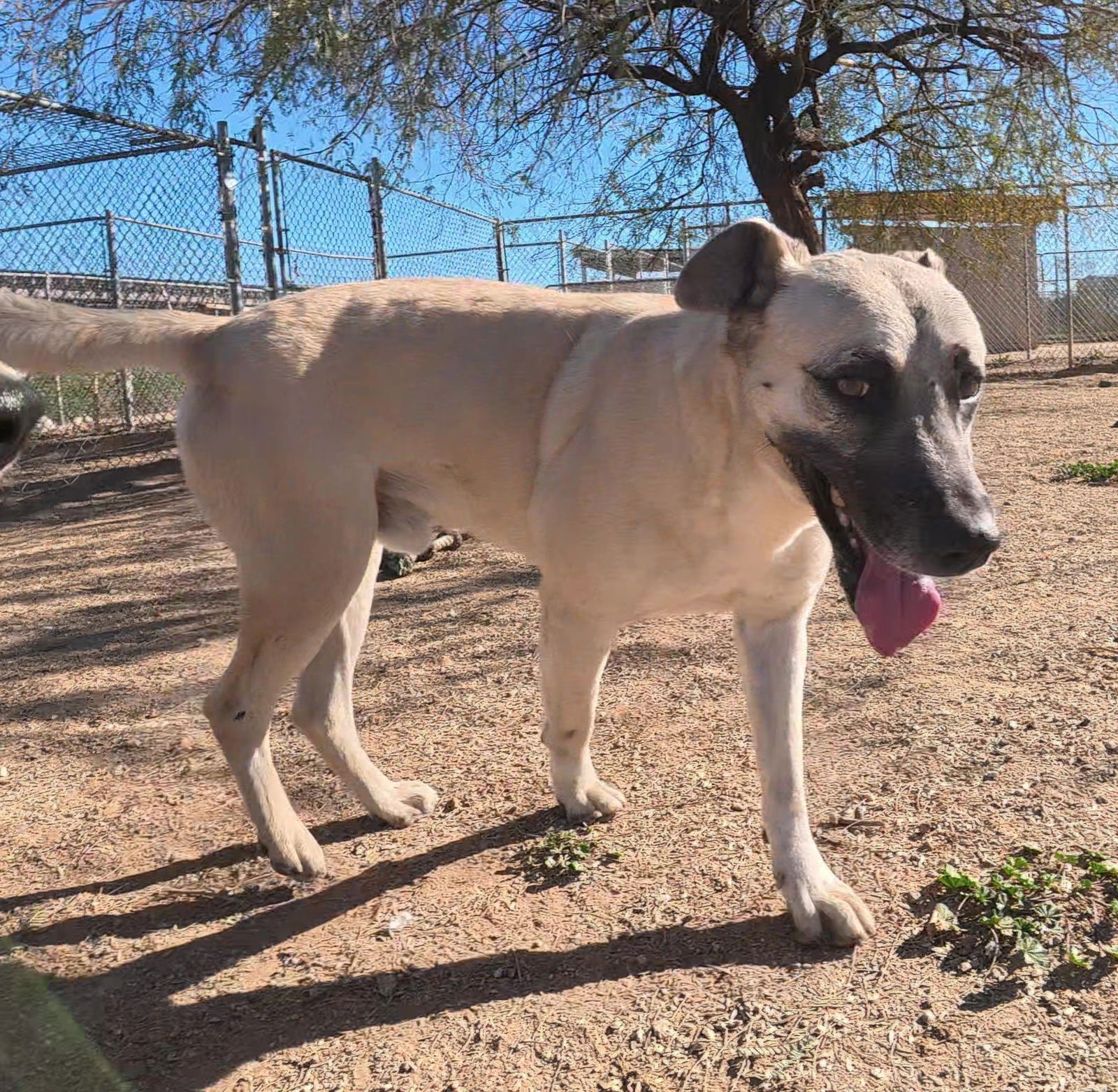 Texas Ranger - Photo 3