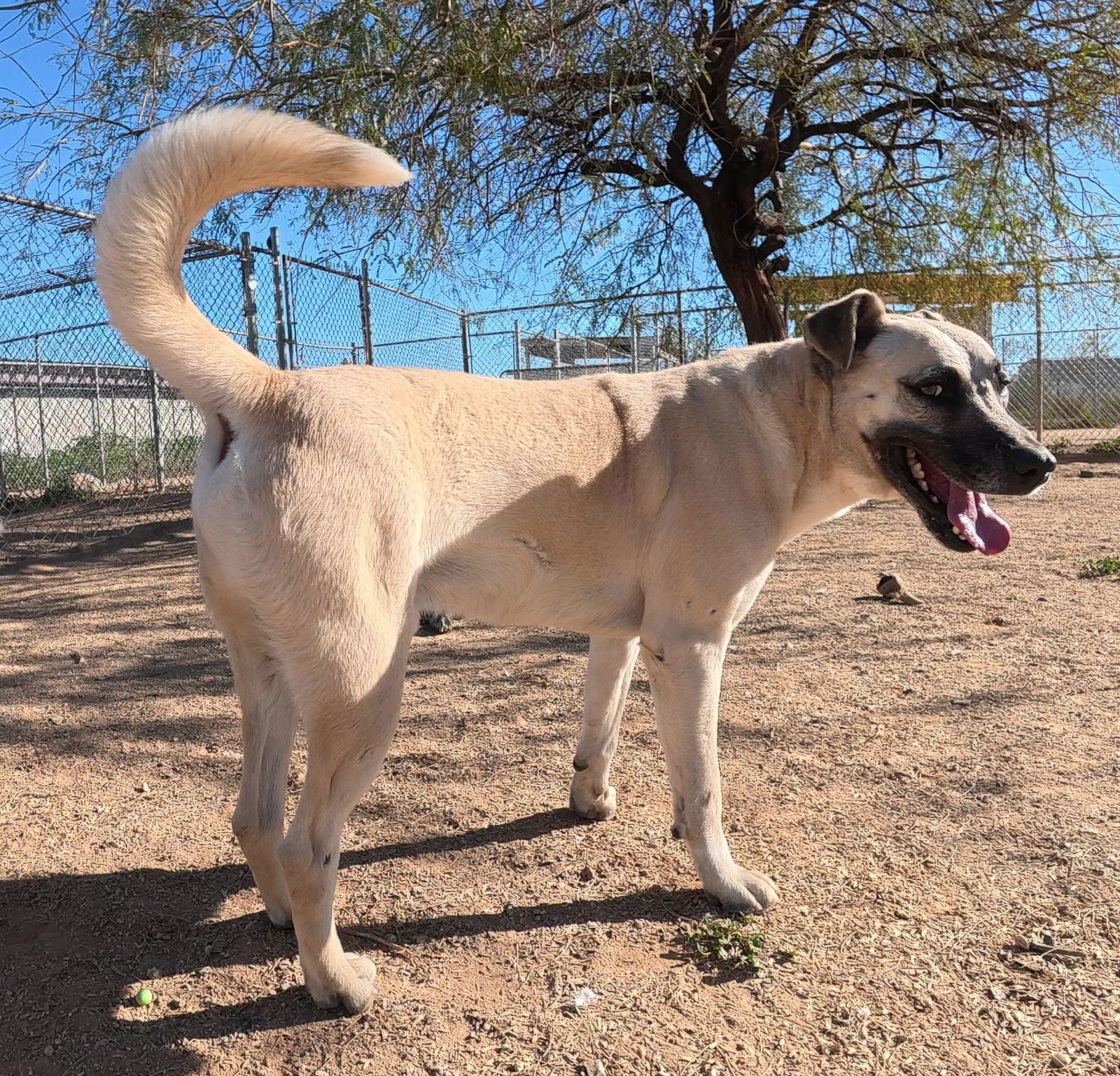 Texas Ranger - Photo 4