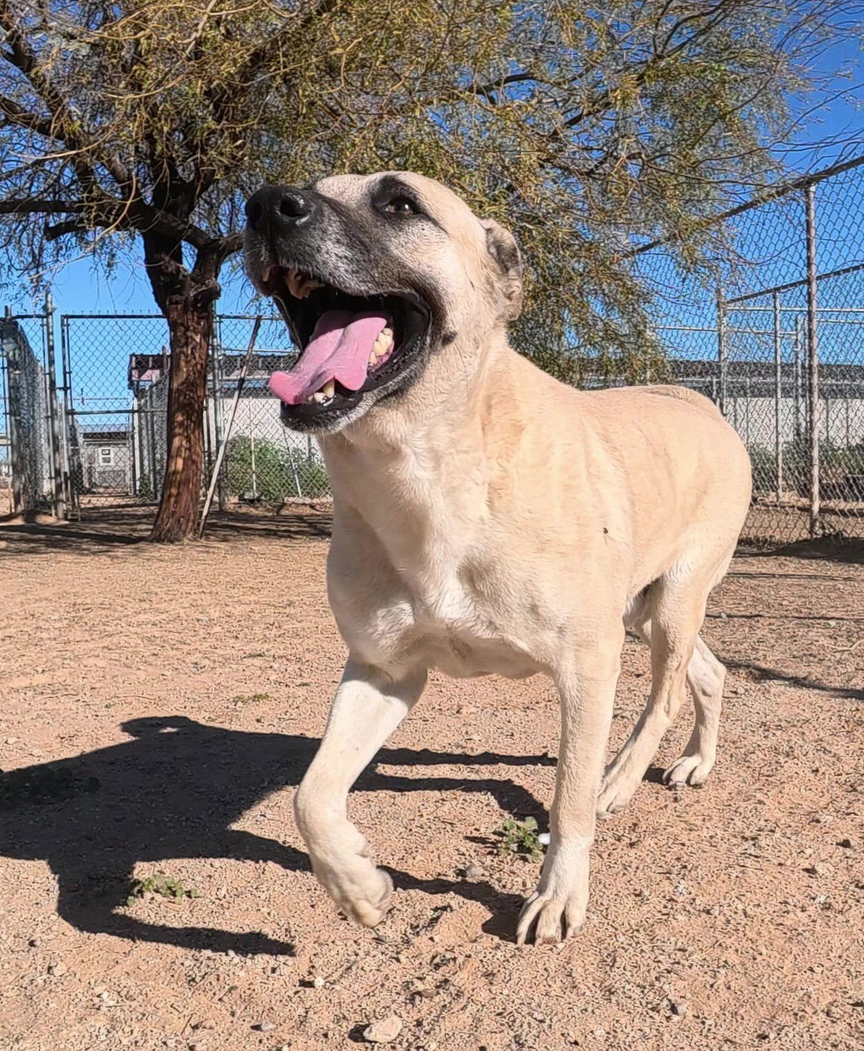 Texas Ranger - Photo 5