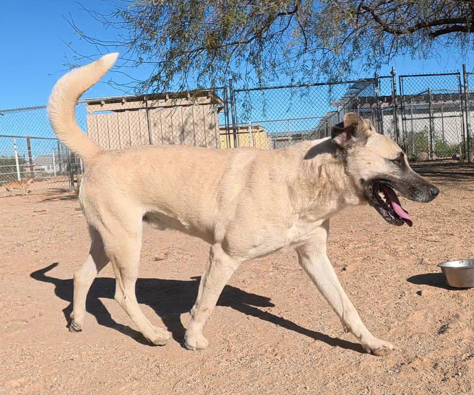 Texas Ranger - Photo 6