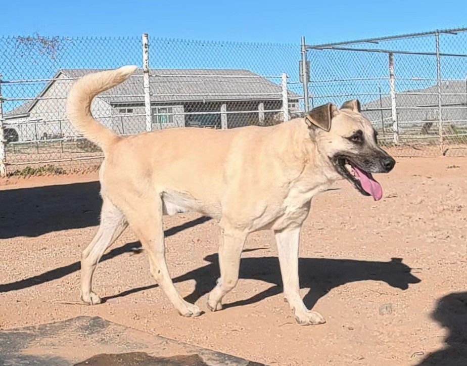 Texas Ranger - Photo 7